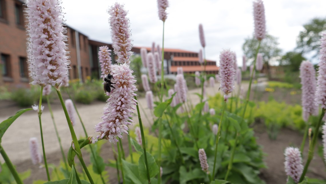 Biodiversitetsparken 1.6.2022 (6) (2)