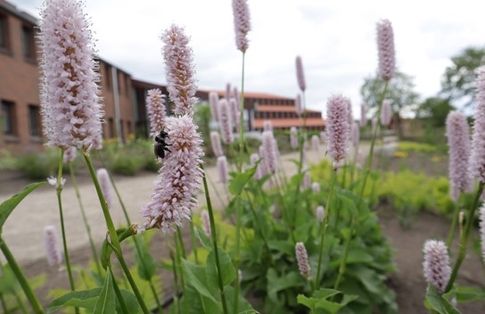 Biodiversitetsparken 1.6.2022 (6) (2)