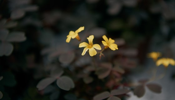1920 D 03 20 001 Copy